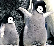 Pingviinien matka (La Marche de l'empereur)